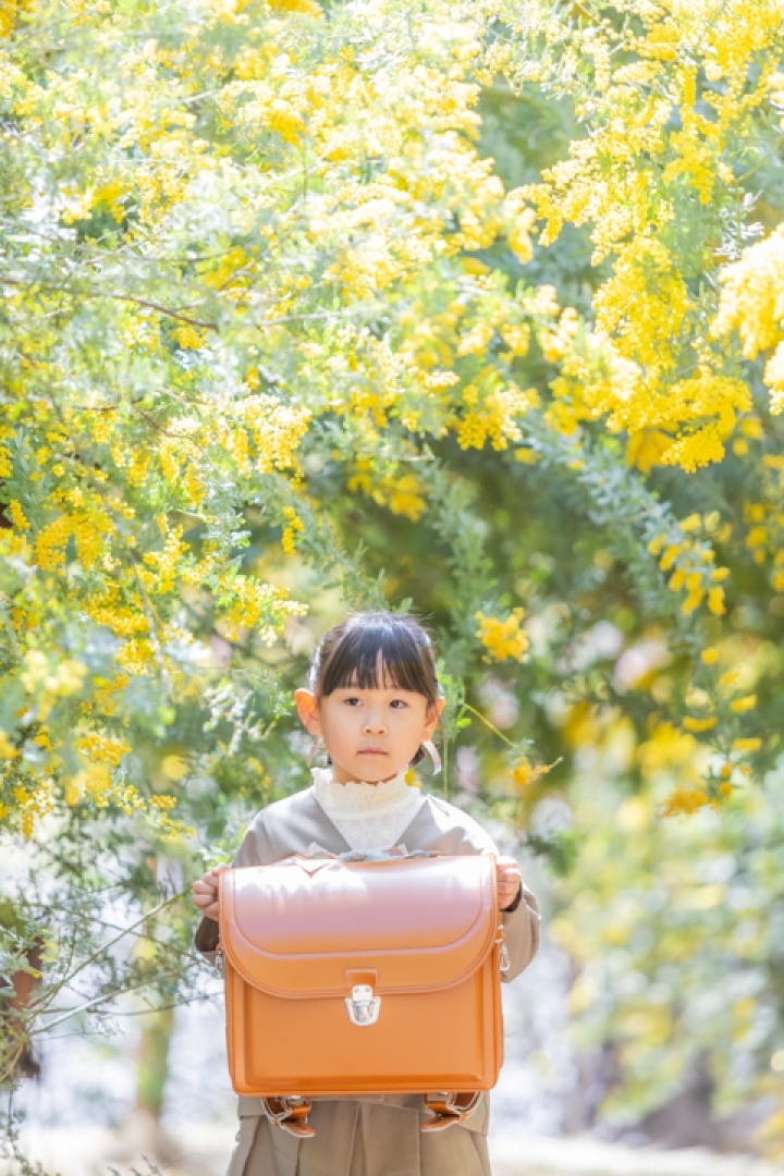 ミモザと桜の入学フォト
